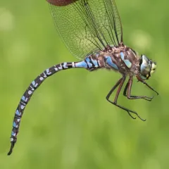 Lake Darner thumbnail 4