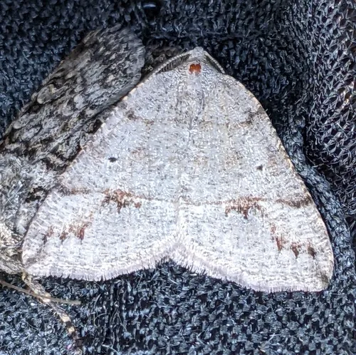 Drepanulatrix quadraria