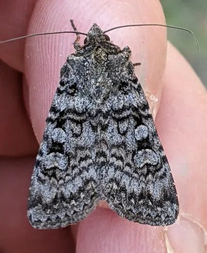 Euxoa terrenus