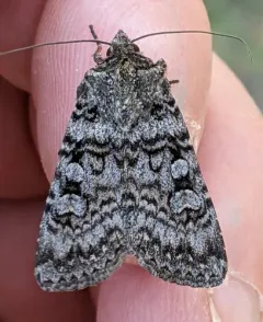Euxoa terrenus thumbnail 1