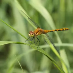 White-faced Meadowhawk thumbnail 3
