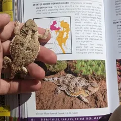 Greater Short-horned Lizard thumbnail 3