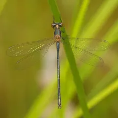 Emerald Spreadwing thumbnail 4