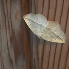 Confused Eusarca Moth thumbnail 4