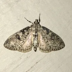 Splendid Palpita Moth thumbnail 2