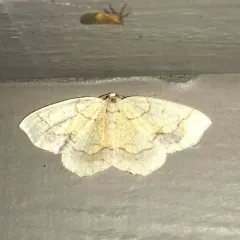 Horned Spanworm Moth thumbnail 2
