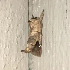 Sigmoid Prominent thumbnail 1