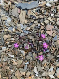Ogilvie Mountains Springbeauty thumbnail 3