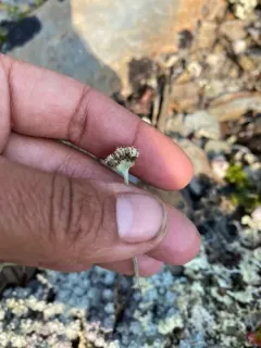 denseleaf pussytoes thumbnail 3