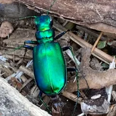 Laurentian Tiger Beetle thumbnail 1