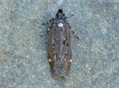 Chionodes argentipunctella thumbnail 1