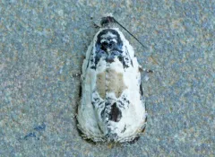 Putty-patched Moth thumbnail 2