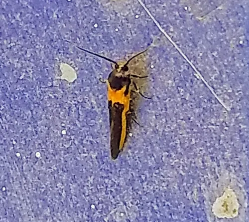 Kermes Scale Moth