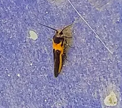 Kermes Scale Moth thumbnail 1