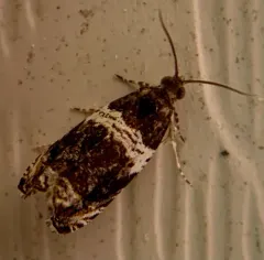 Banded Olethreutes Moth thumbnail 4