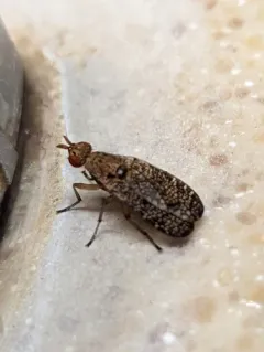 Euthycera flavescens thumbnail 4