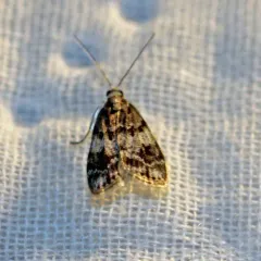 Sooty Scoparia Moth thumbnail 2