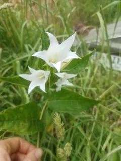 Giant Bellflower thumbnail 2