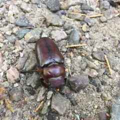 Reddish-brown Stag Beetle thumbnail 1