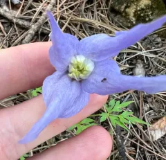 blue clematis thumbnail 1