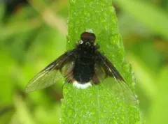 White-faced bee fly thumbnail 2