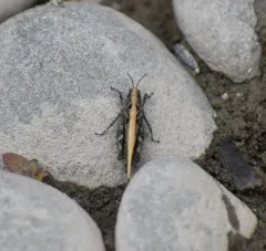 Slender Groundhopper thumbnail 3
