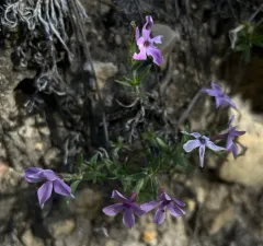 Alyssum-leaf phlox thumbnail 3
