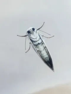 Bogus Yucca Moth thumbnail 2