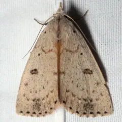 Deadwood Borer Moth thumbnail 2