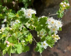 mountain ninebark thumbnail 4
