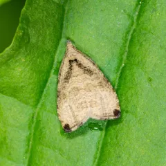 Wretched Olethreutes Moth thumbnail 4