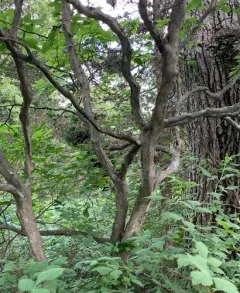 Dwarf Hackberry thumbnail 3
