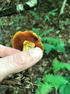 false yellow bolete thumbnail 2