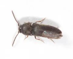 Hylis terminalis thumbnail 3