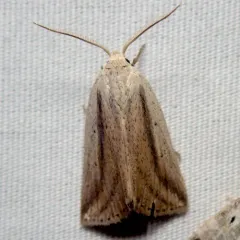 Feeble Grass Moth thumbnail 3