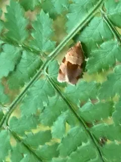 Clepsis listerana thumbnail 4