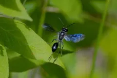 Isodontia apicalis thumbnail 3