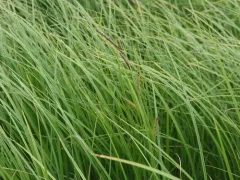 lesser pond sedge thumbnail 4