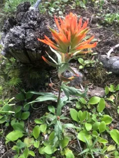 cock's-comb paintbrush thumbnail 2
