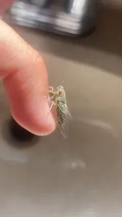 Southern Grass Cicada thumbnail 4
