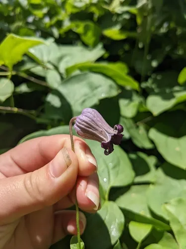 Pitcher's leatherflower
