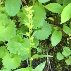 Slender Bog Orchid thumbnail 3