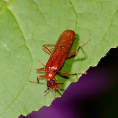 Uniform Fire-coloured Beetle thumbnail 2