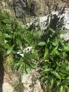 alpine rattlesnake root thumbnail 1