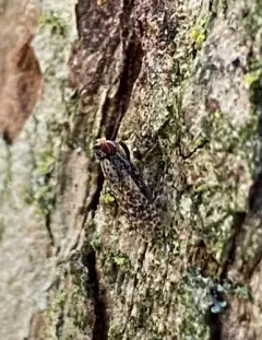 Traginops irroratus thumbnail 2