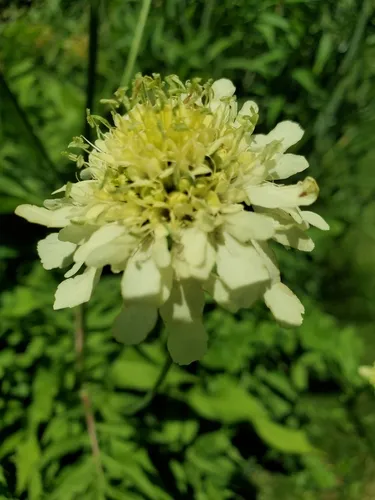 Giant Scabious