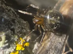 Platnickina alabamensis thumbnail 1