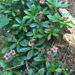 pipsissewa thumbnail 5