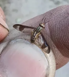 Chrysops pikei thumbnail 2