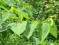 Giant Knotweed thumbnail 2